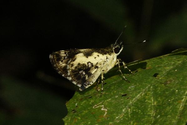 Gorgyra aretina male UNS
